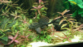 Colombian Spotted Pleco L165