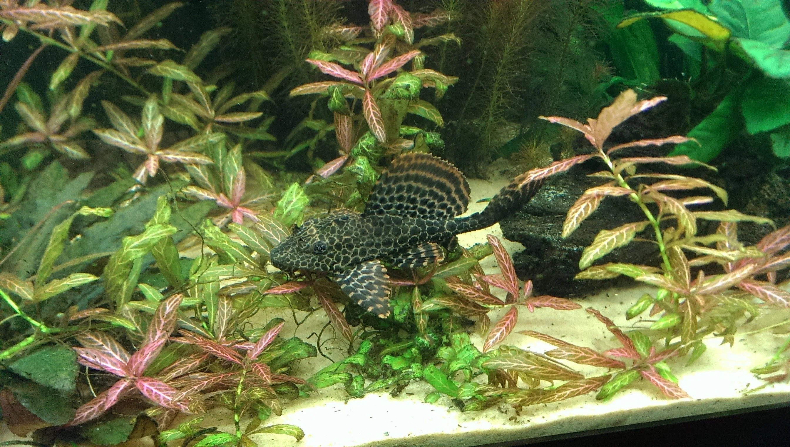 Colombian Spotted Pleco L165