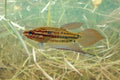 Croaking Gourami 1