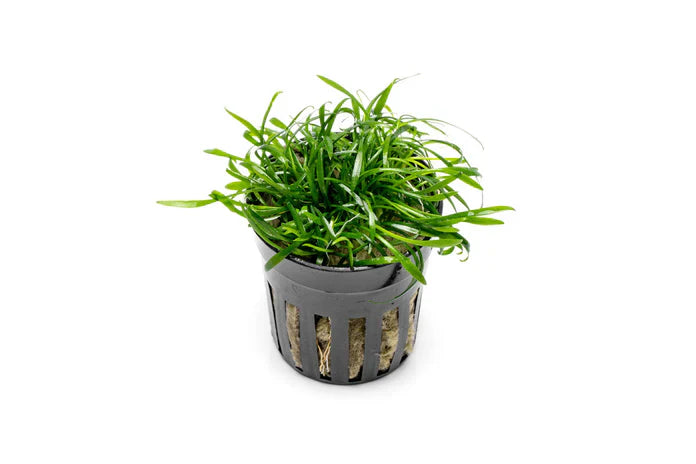 Cryptocoryne Parva Potted
