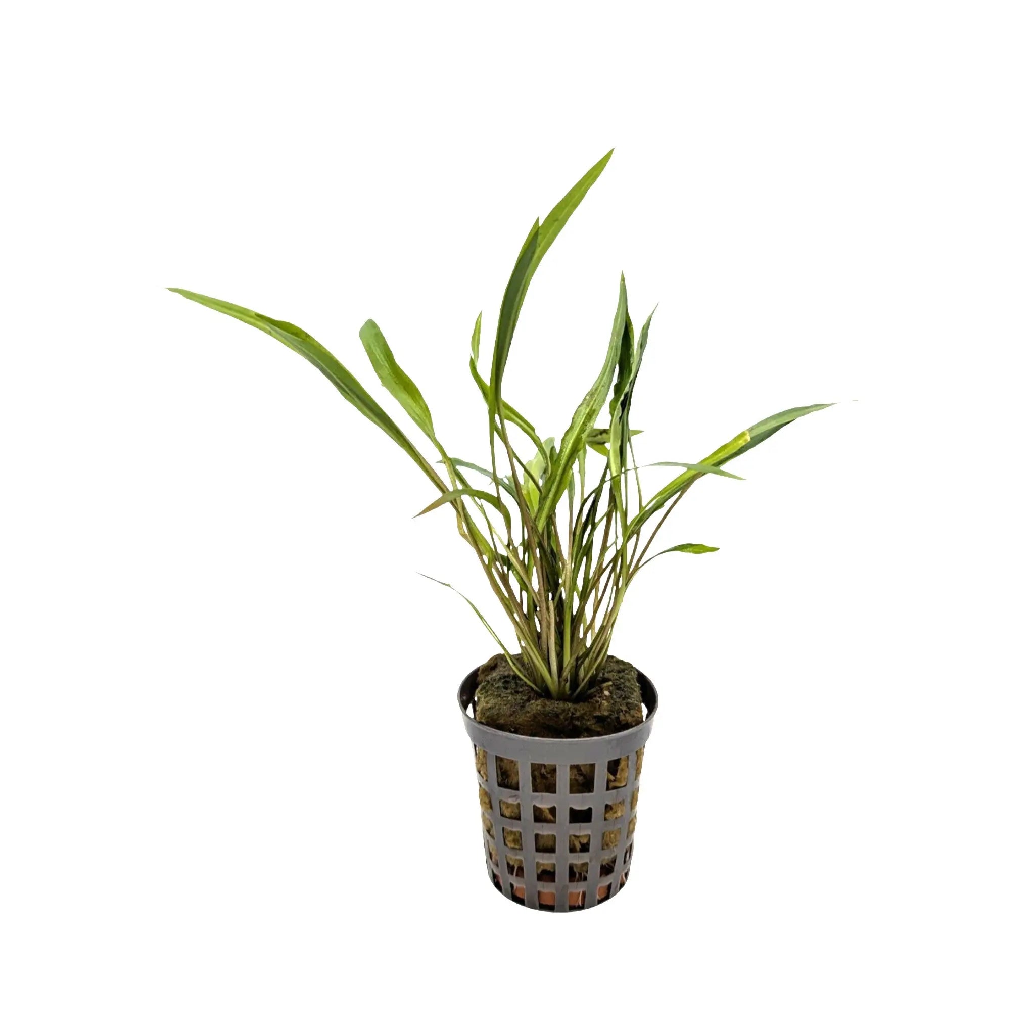 Cryptocoryne Spiralis Potted
