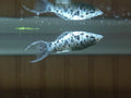 Dalmatian Lyretail Molly