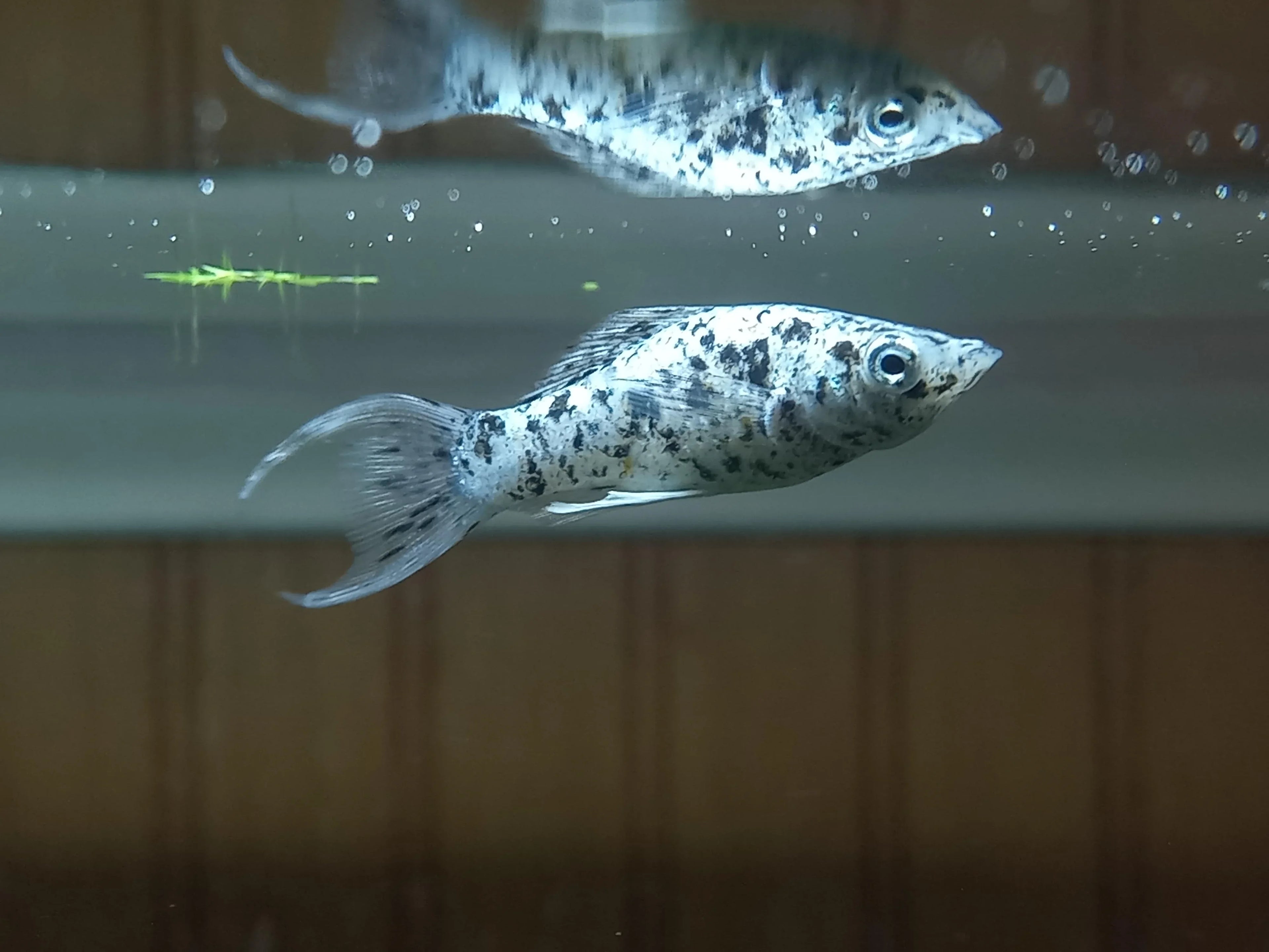 Dalmatian Lyretail Molly