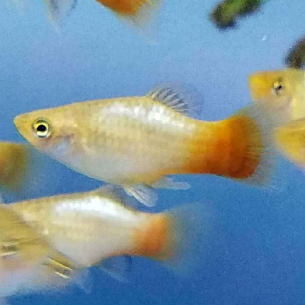 Dawn Platy
