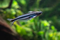 Debauwi Catfish