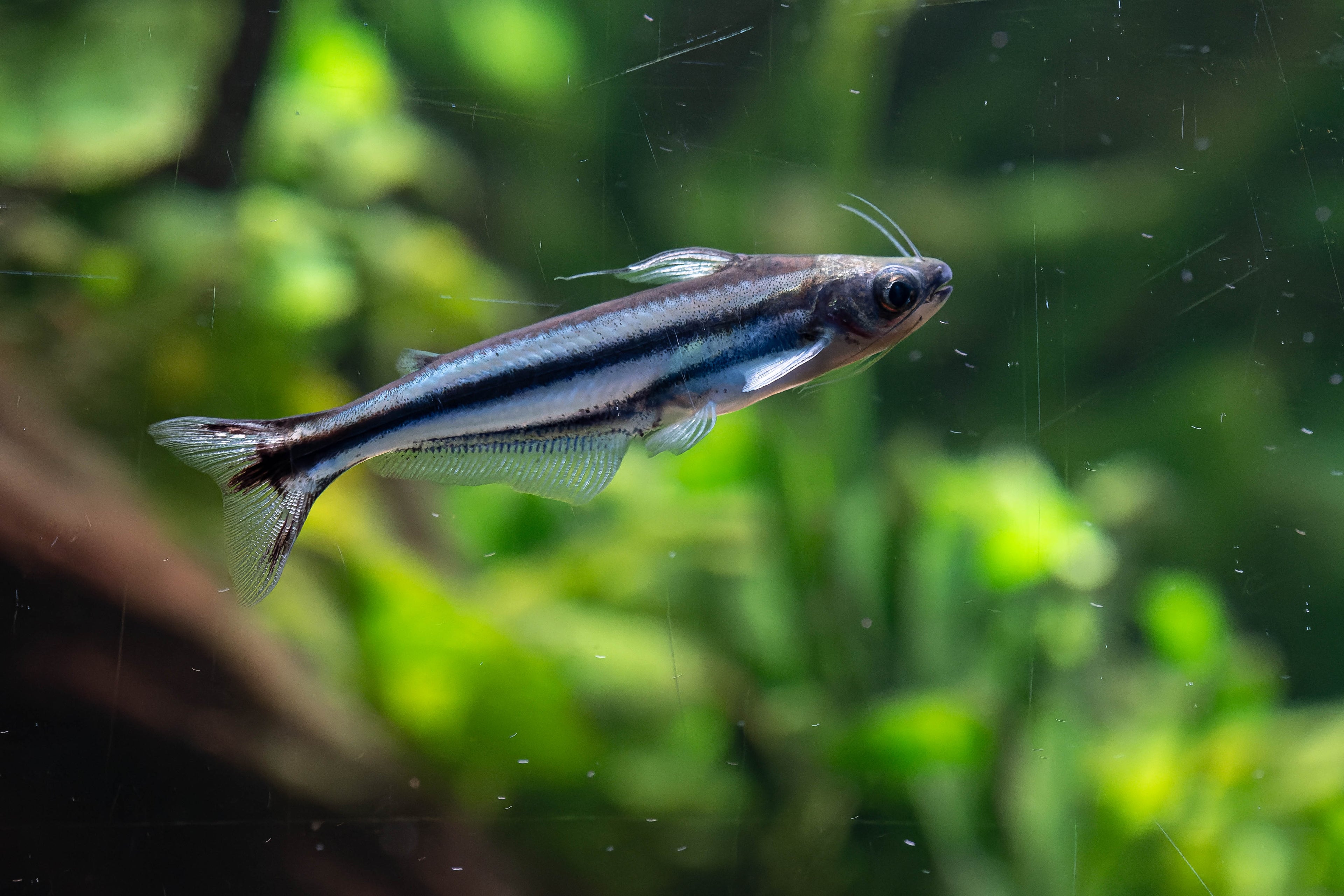 Debauwi Catfish