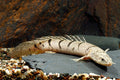 Delhezi Polypterus