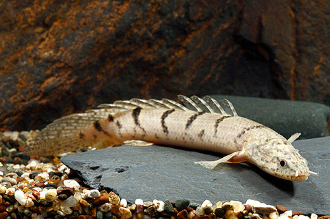 Delhezi Polypterus