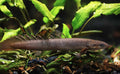 Dinosaur Senegalus Polypterus Tank Raised