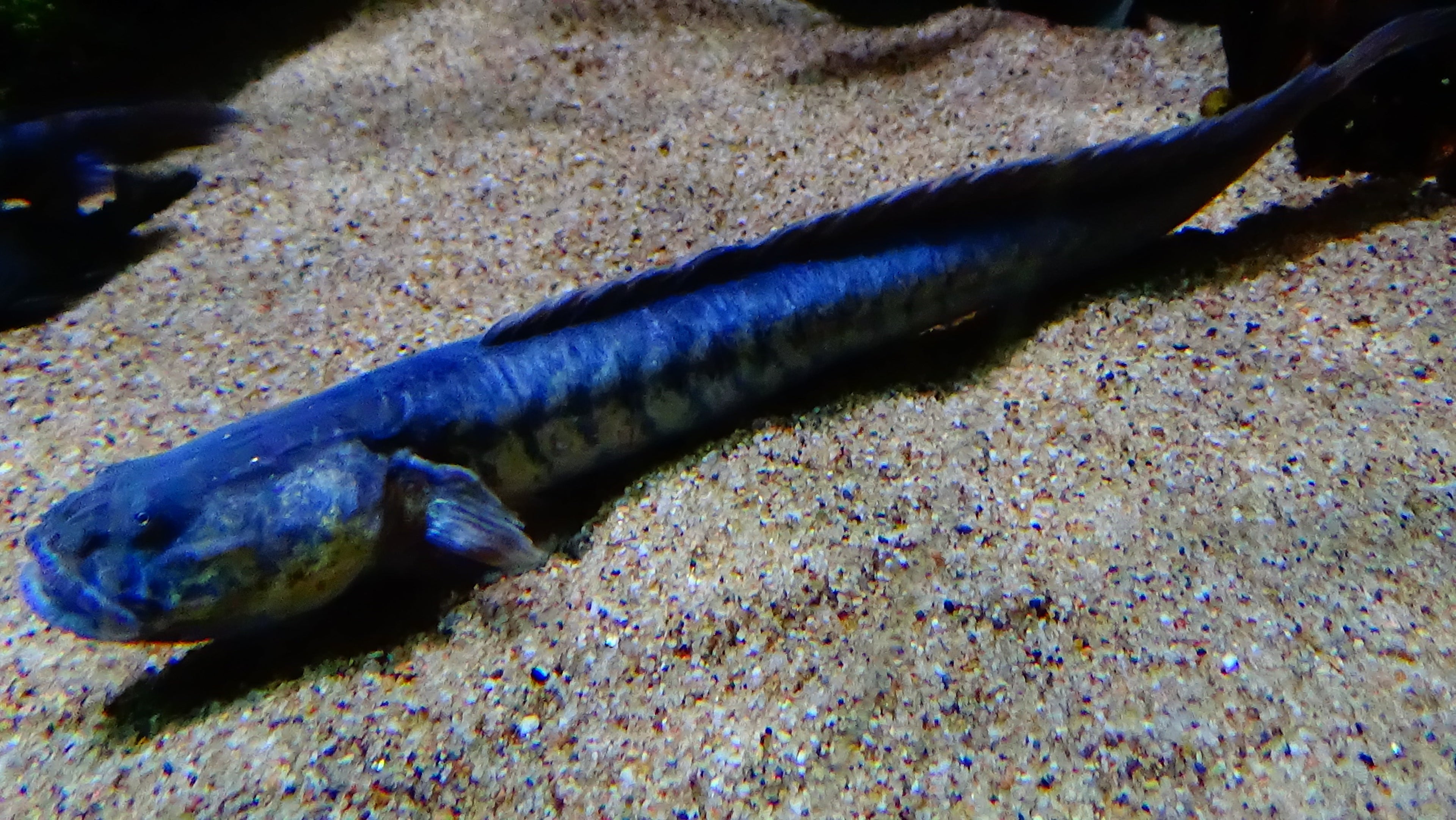 Dragon Fish Goby