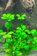 Dwarf Four Leaf Clover Potted
