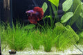 Dwarf Hairgrass Potted