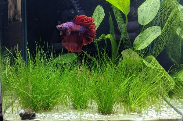Dwarf Hairgrass Potted