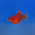 Dwarf Red Coral Platy