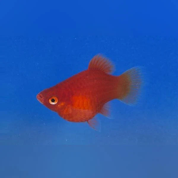 Dwarf Red Coral Platy