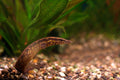 Fire Eel