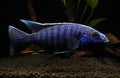Electric Blue Ahli Cichlid