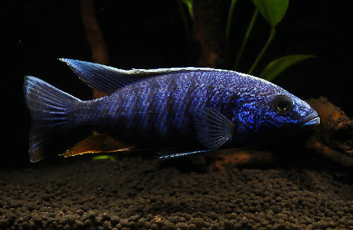 Electric Blue Ahli Cichlid
