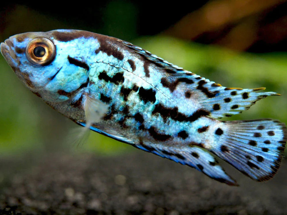 Electric Blue Jack Dempsey Cichlid