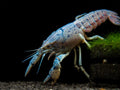 Electric Blue Crawfish
