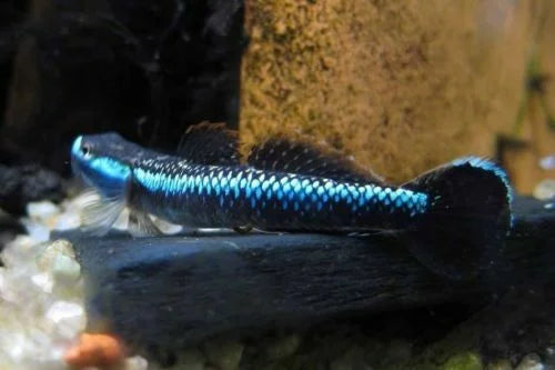 Elegant Stiphodon Goby Male