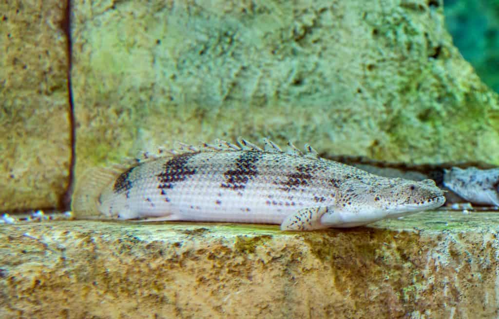 Endlicheri Polypterus Tank Raised