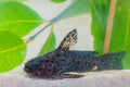 False Jaguar Catfish