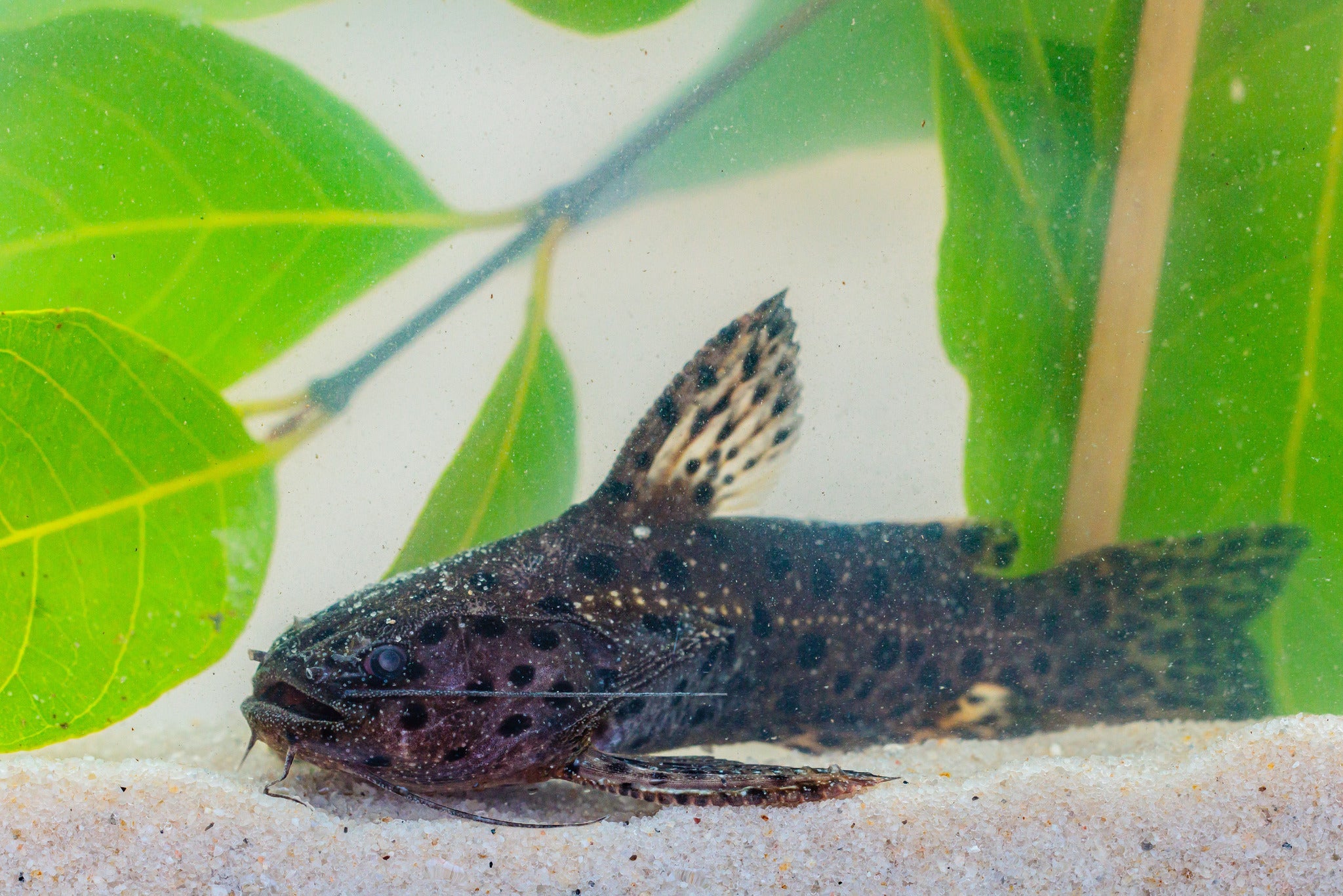 False Jaguar Catfish