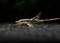 Farlowella Catfish