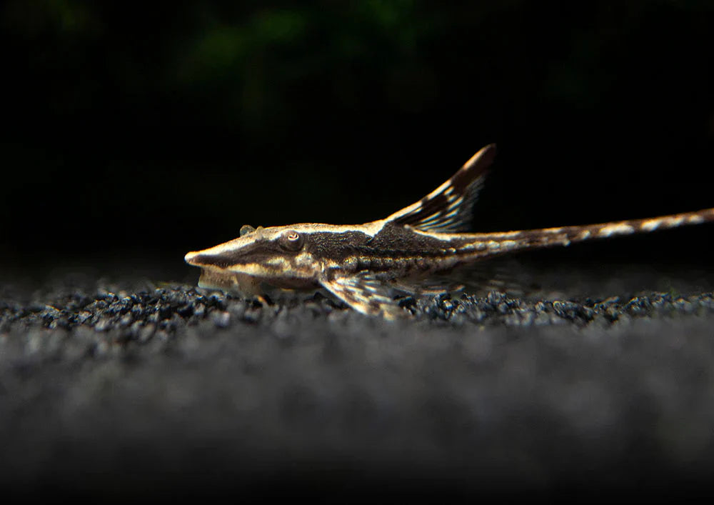 Farlowella Catfish