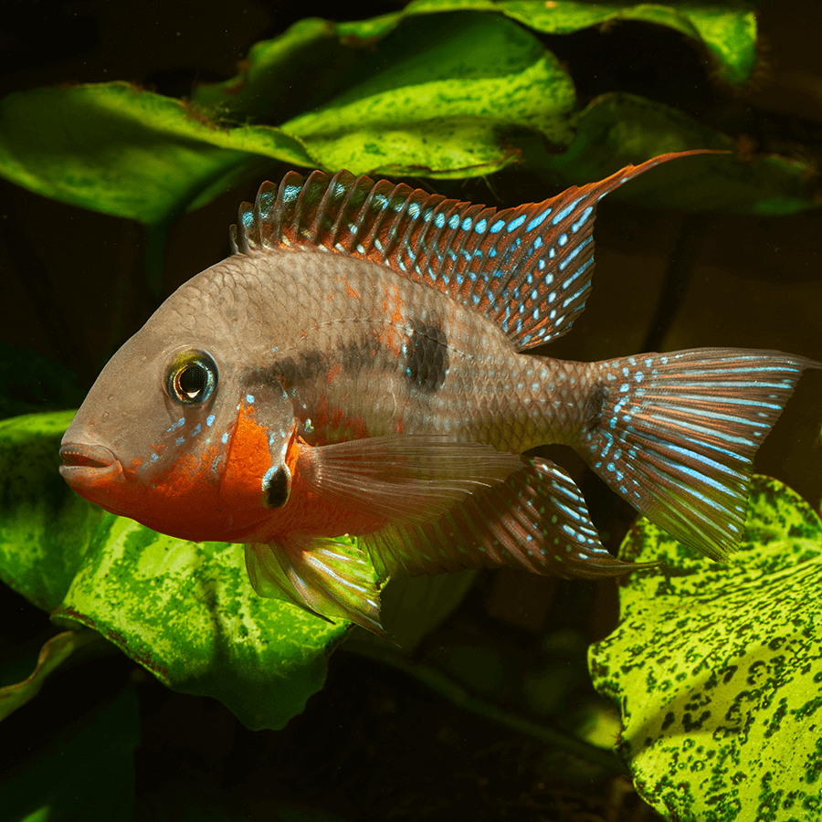 Firemouth Meeki Cichlid