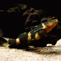 Giant Bumblebee Catfish