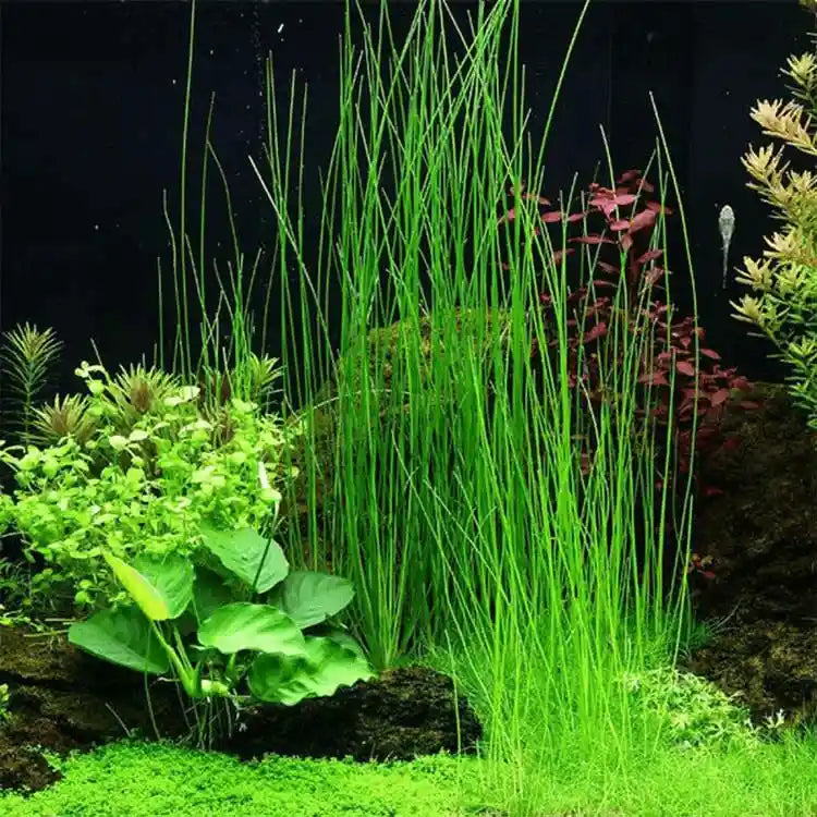 Giant Hairgrass Potted