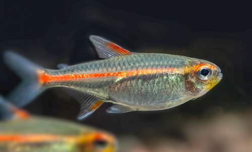 Glolite Tetra