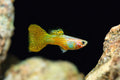 Gold Cobra Delta Guppy Male