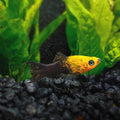 Gold Dust Molly