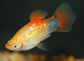 Gold Crescent Platy