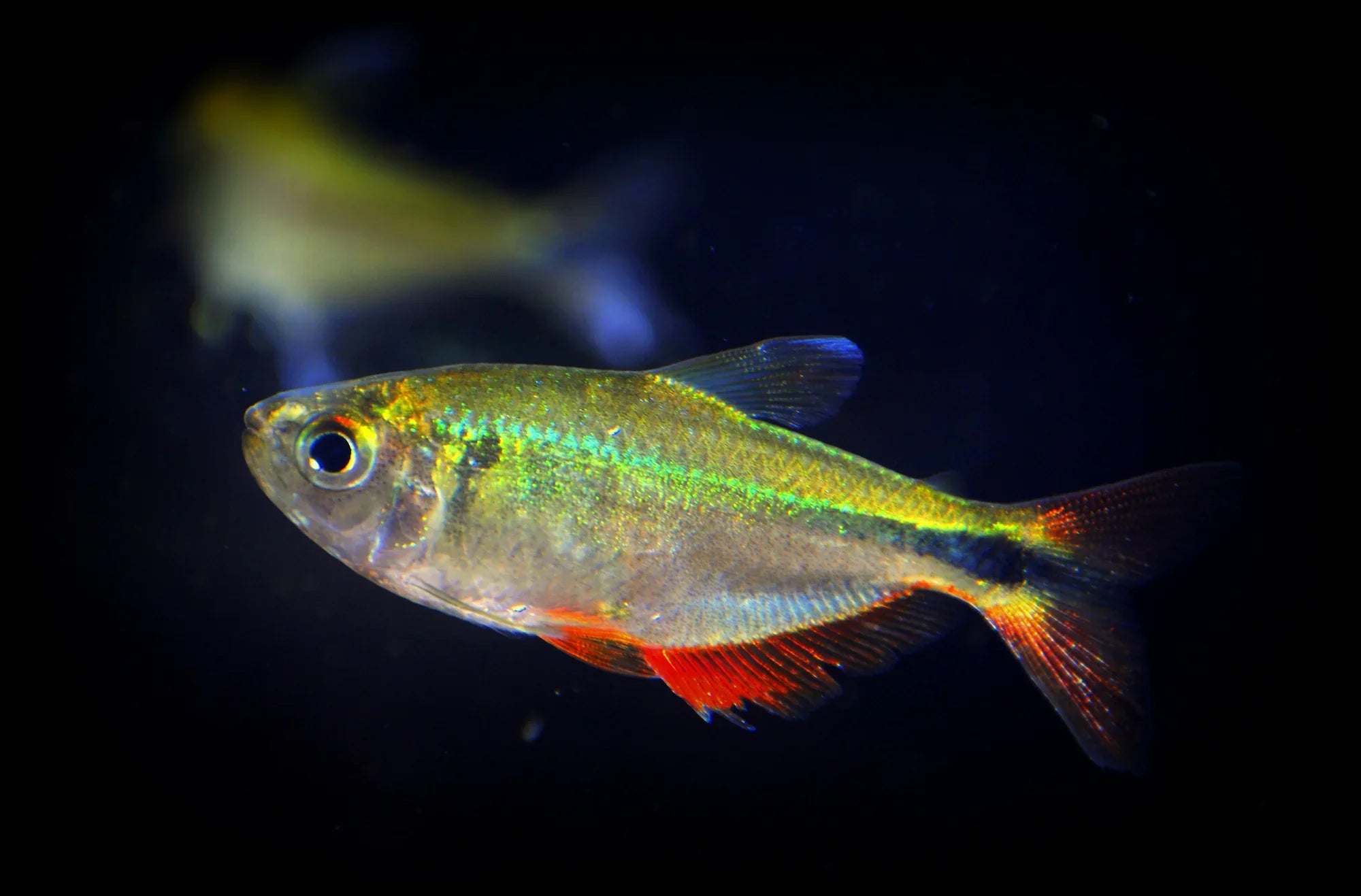 Gold Tetra