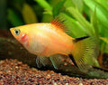 Gold Twinbar Platy