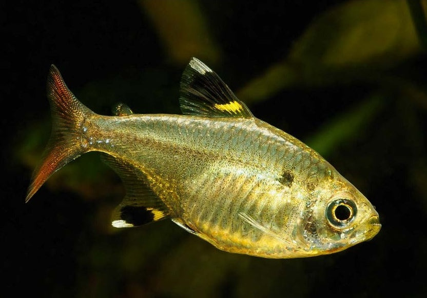 Shop guppy-friendly fish, plants & supplies