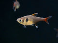 Golden Phantom Tetra