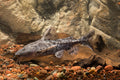 Granulated Catfish