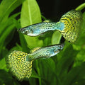 Green Cobra Delta Guppy Male