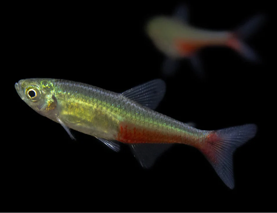 Green Fire Tetra