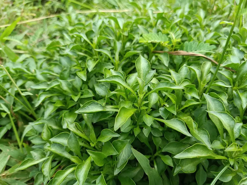 Green Hedge Plant Bunched