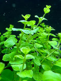 Green Lloydiella Plant Bunched