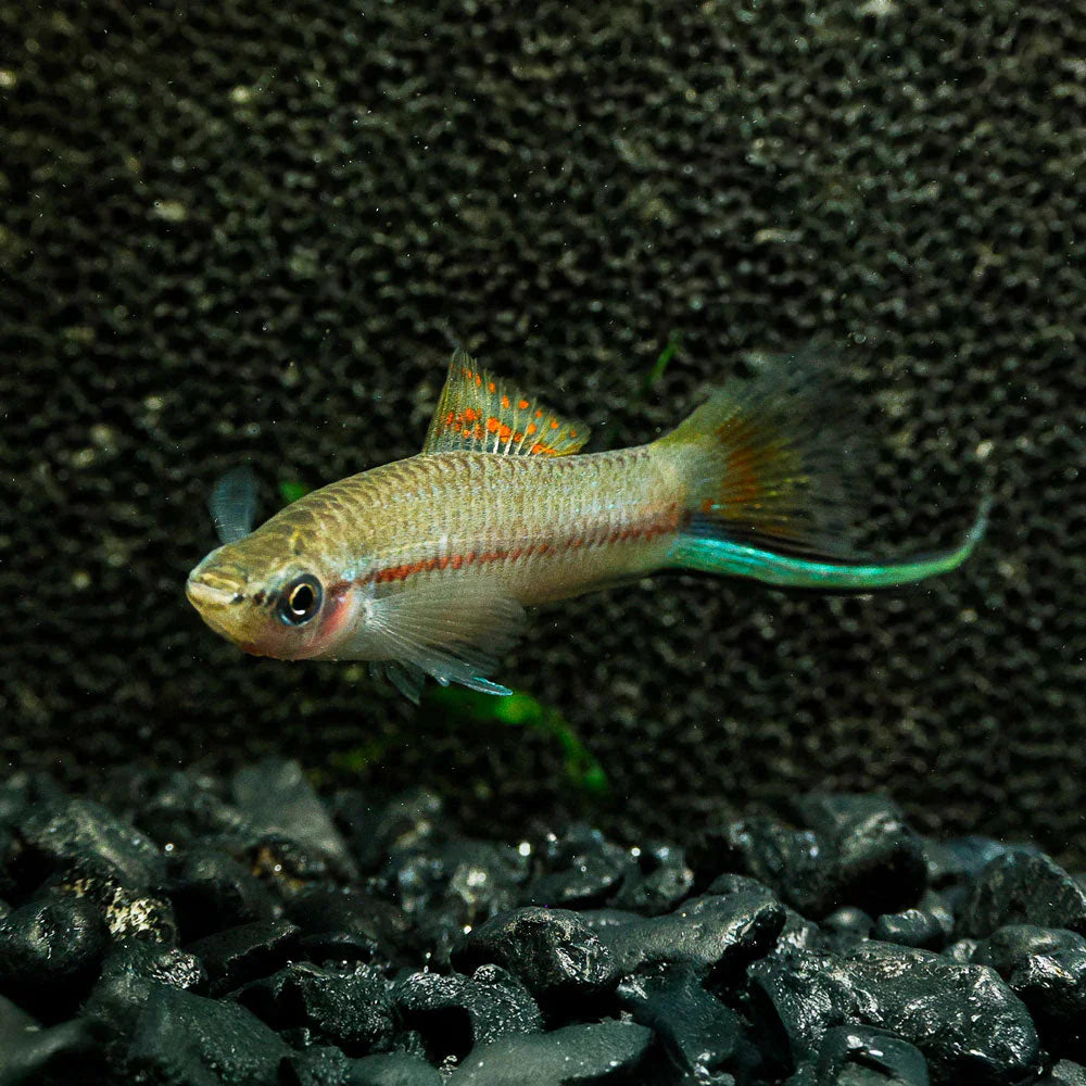 Green Swordtail