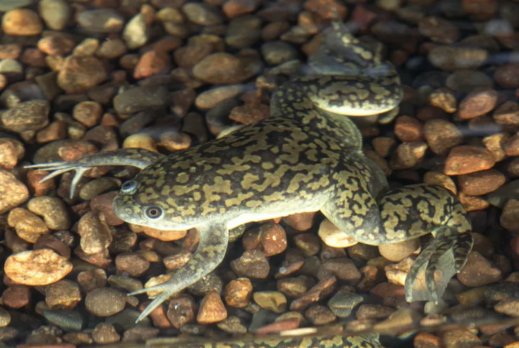 Grey African Clawed Frog