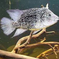 Haitiensis Cichlid