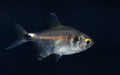 Head & Tail Lite Tetra